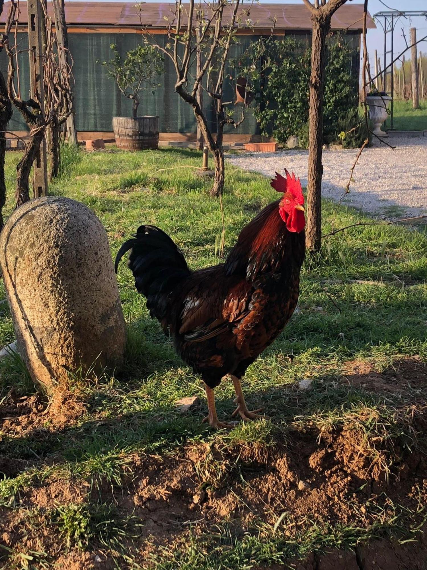 La Bosca Agriturismo Gavardo Ngoại thất bức ảnh